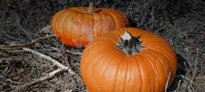 Seniors’ Endurance Training w/c 26th&nbsp;Oct